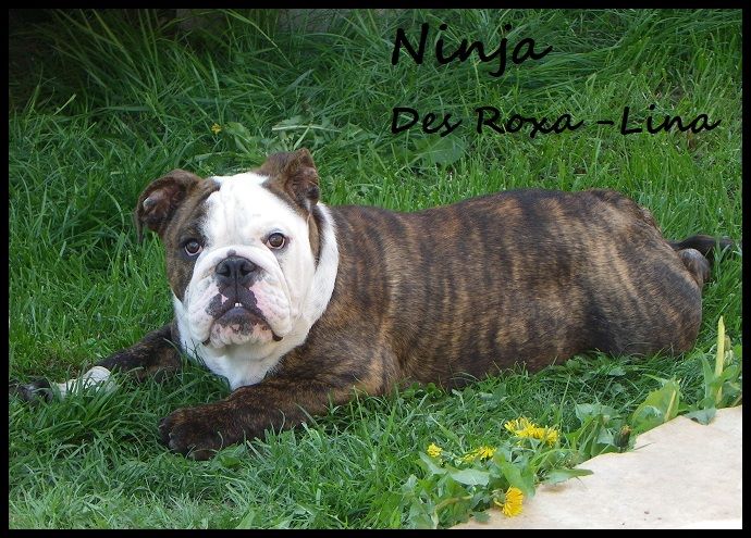 Ninja des Roxa-Lina